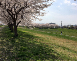 桜吹雪すごかった!